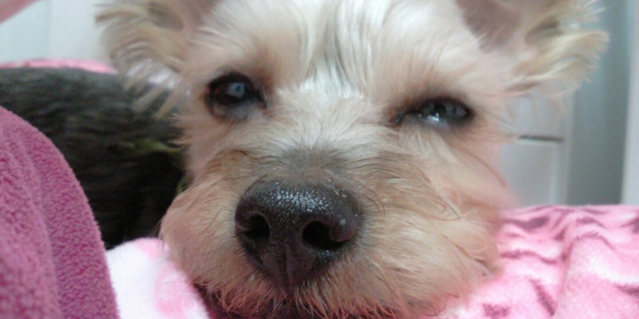 VIVIAN0409's profile banner image