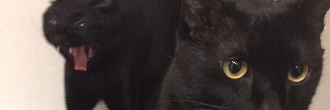 makithunderbird's profile banner image