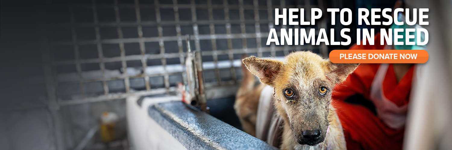 Soi Dog Foundation banner