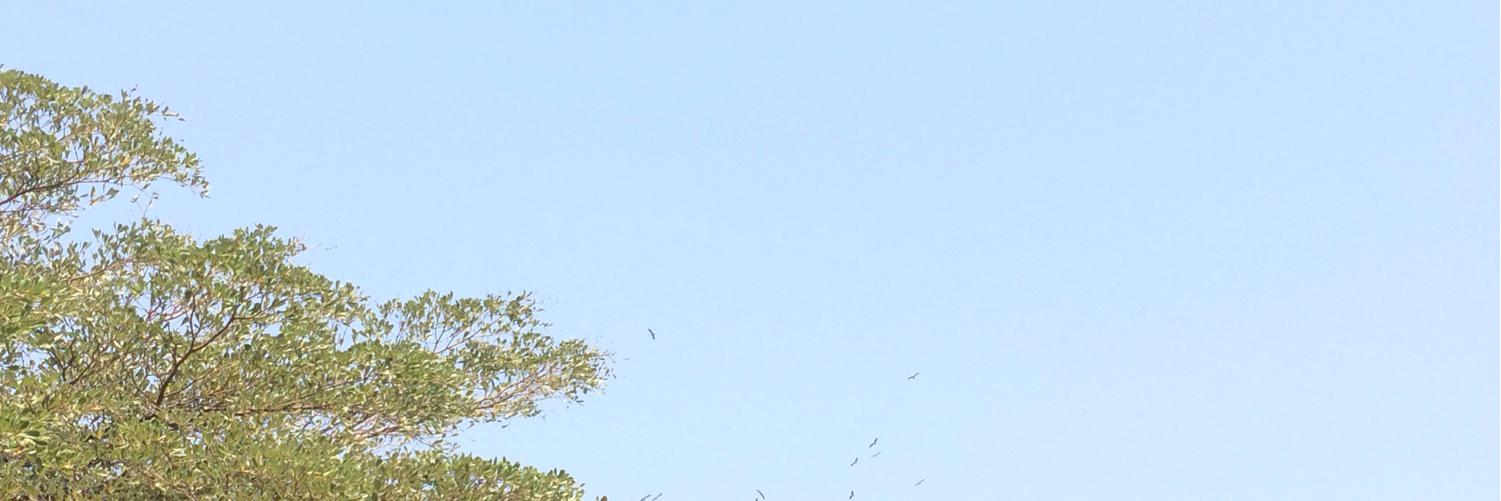 phinitnit66's profile banner image