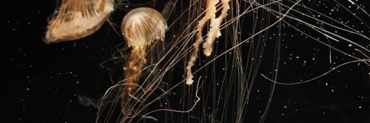 culorinde's profile banner image