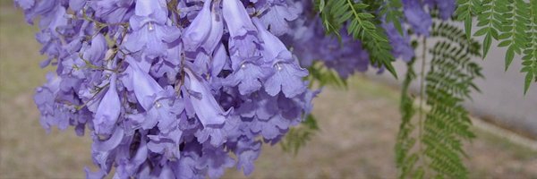 paripraT Profile Banner