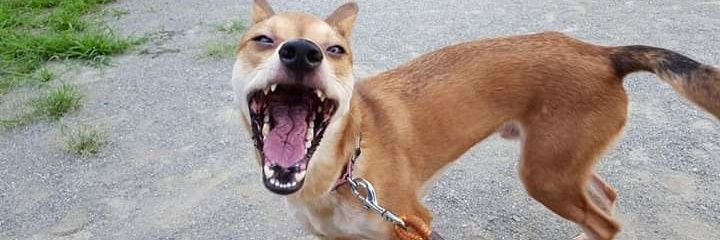 中島　淑恵 banner