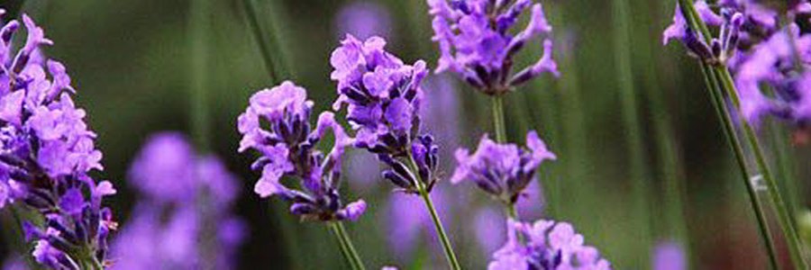 whitlavender's profile banner image
