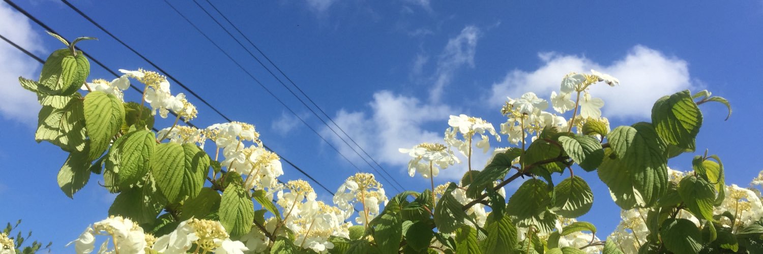 WhyteElla's profile banner image