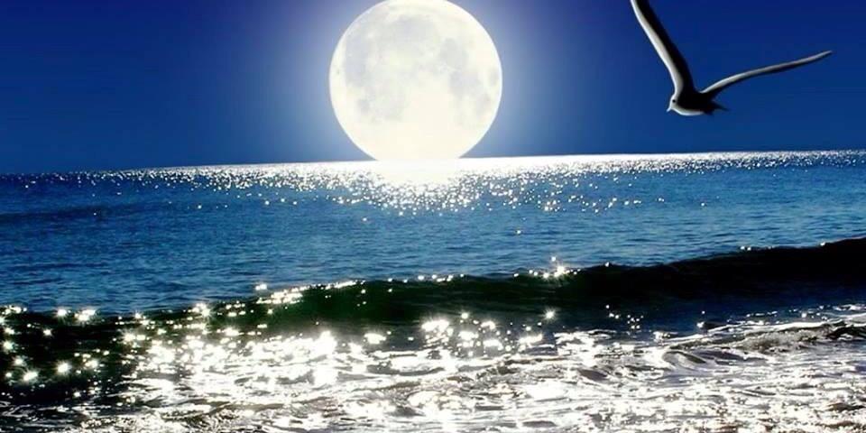 laylaAli366's profile banner image
