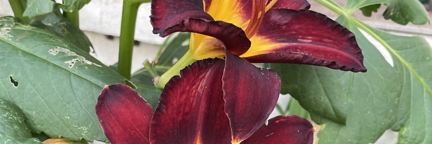 CathyCjl28's profile banner image
