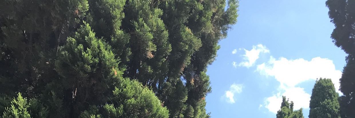 SarahSaadMA's profile banner image