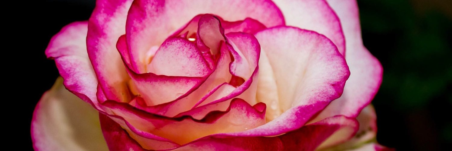 thatsasnap's profile banner image