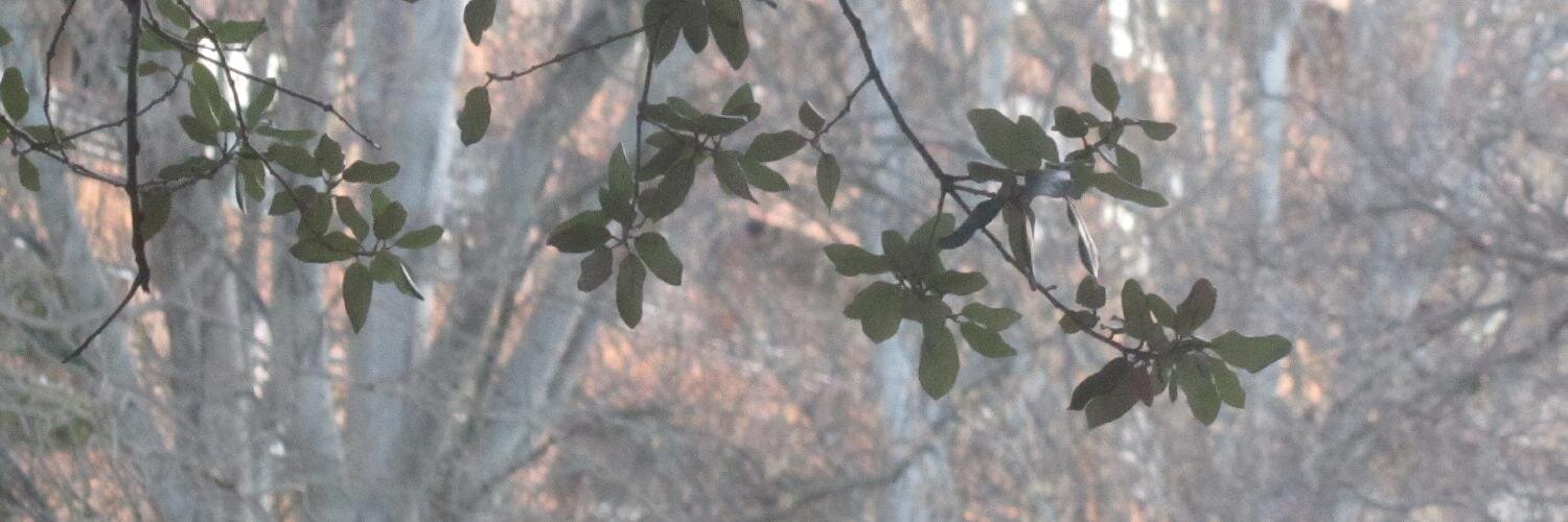 JoséAngelGarcíaLanda banner