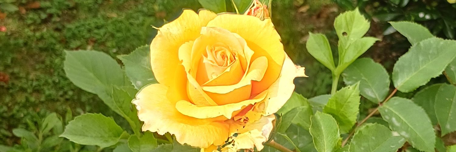 GomezPumar's profile banner image