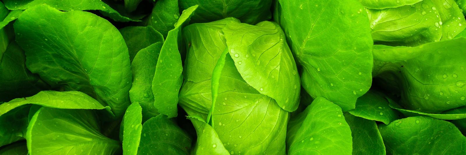 VeggiePrimer's profile banner image