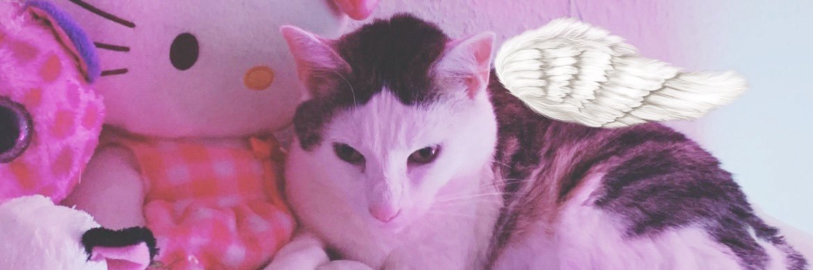 theKittyCupcake's profile banner image