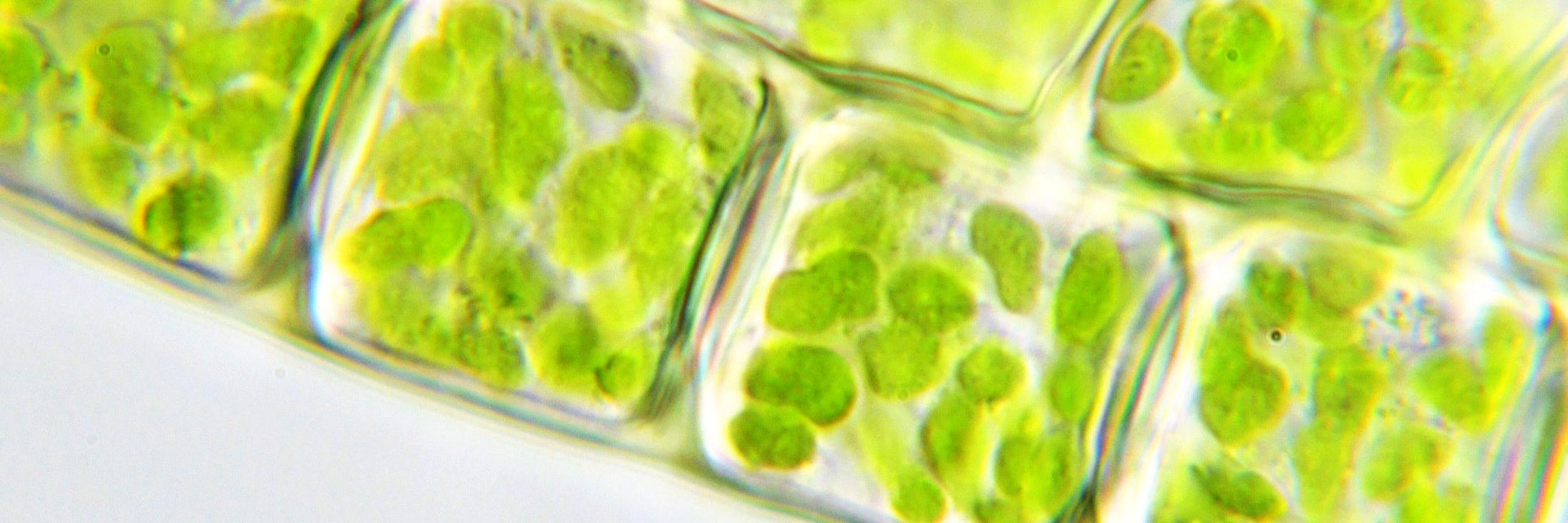 David Sentinella banner