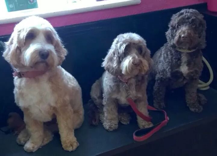 Lynne Harrison banner