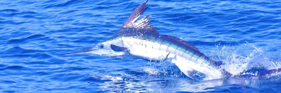 CaptHookFish's profile banner image
