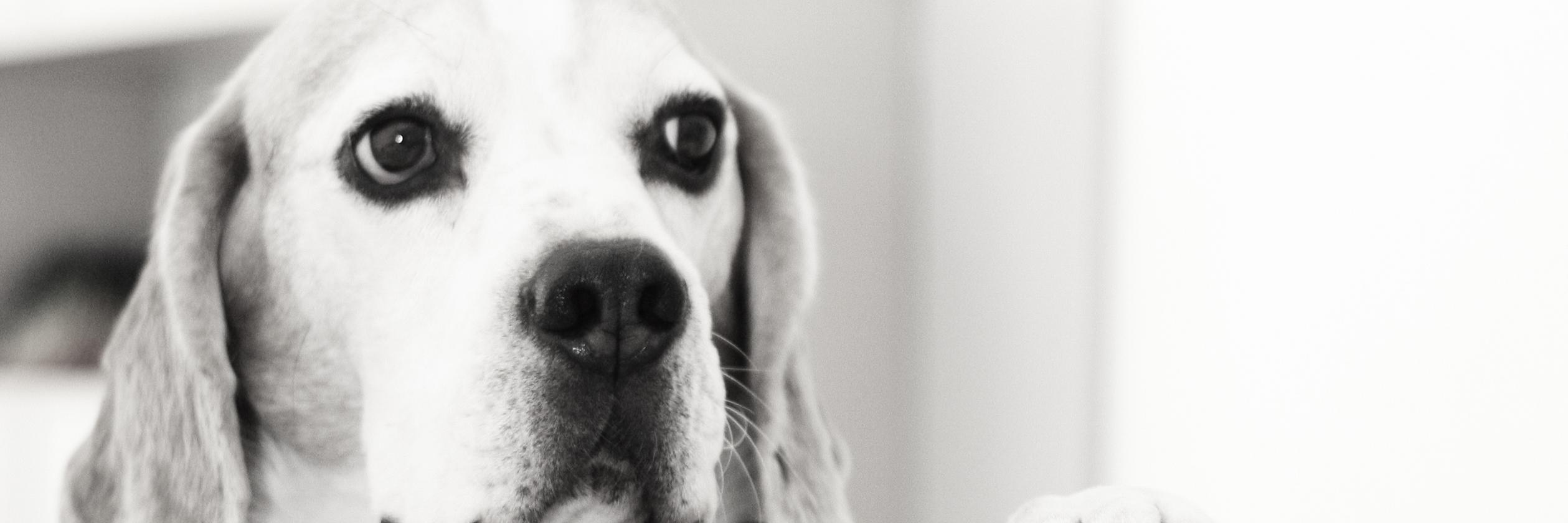 BeagleInMind's profile banner image