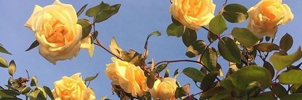 Meg_3013's profile banner image
