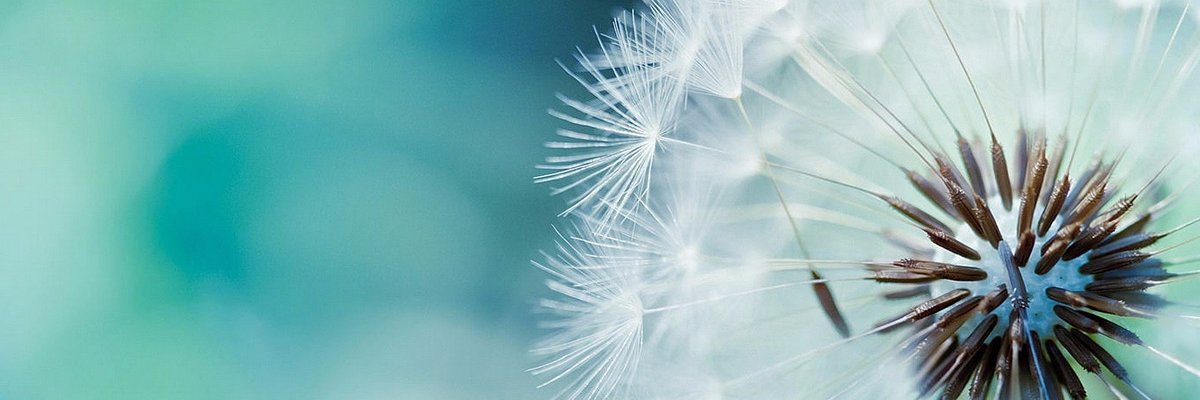 Timea's Cause banner