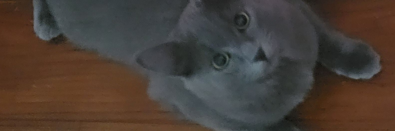 Shannon Ashley (she/her) banner