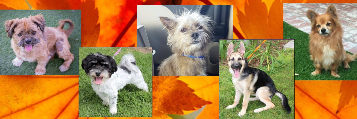 AdoptOCPets's profile banner image