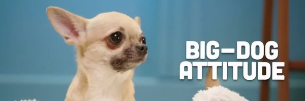 PLUSHROOMS Profile Banner