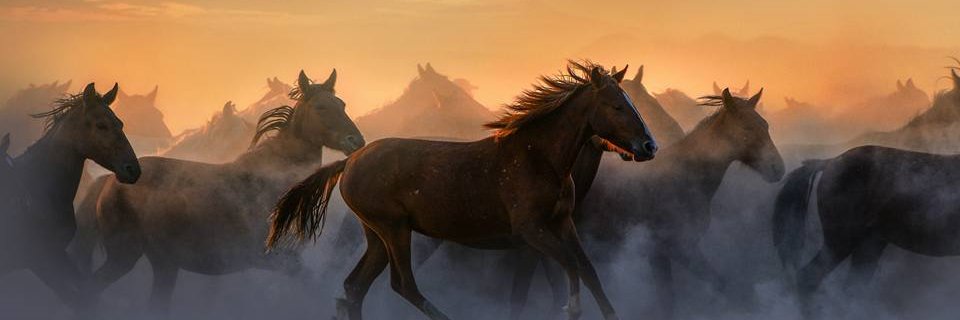 worldofuo's profile banner image