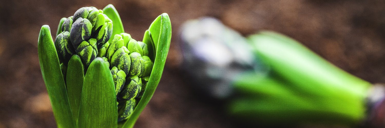 Raymond Scheepens banner