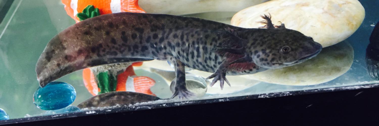 Mrs. Correll 👩‍🔬 banner