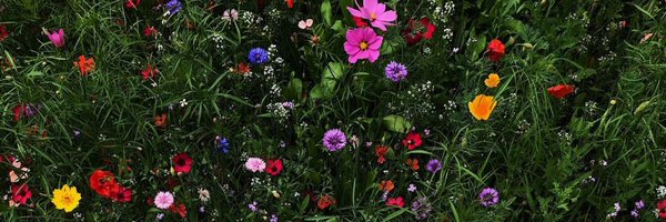 ananasa_29 Profile Banner