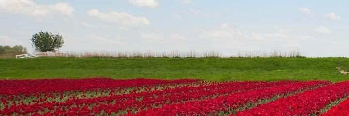 Arquidesuenos's profile banner image