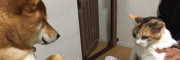 kotaro_chang Profile Banner