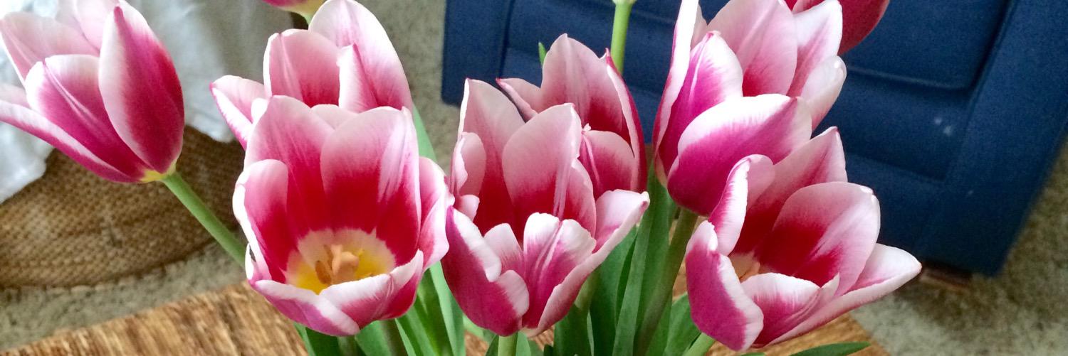 Dave and Deb Cohen 🇺🇸🇮🇱 banner