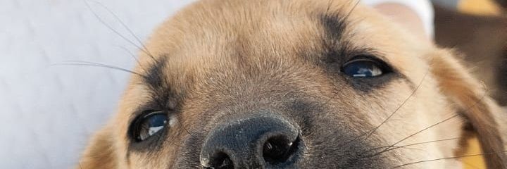 ZavaletaLobos's profile banner image