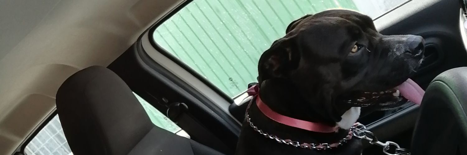 _paolagf's profile banner image
