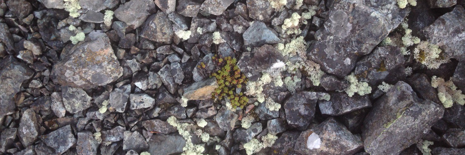 Lesley Stokes banner