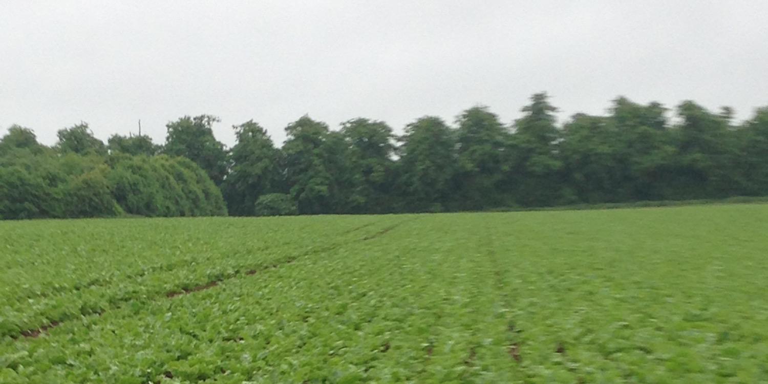 FieldofBeet's profile banner image