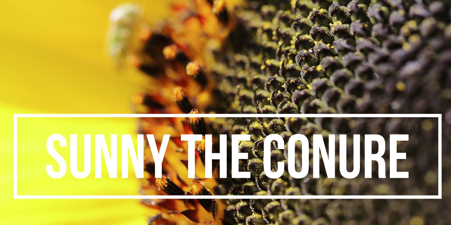 SunnytheConure's profile banner image