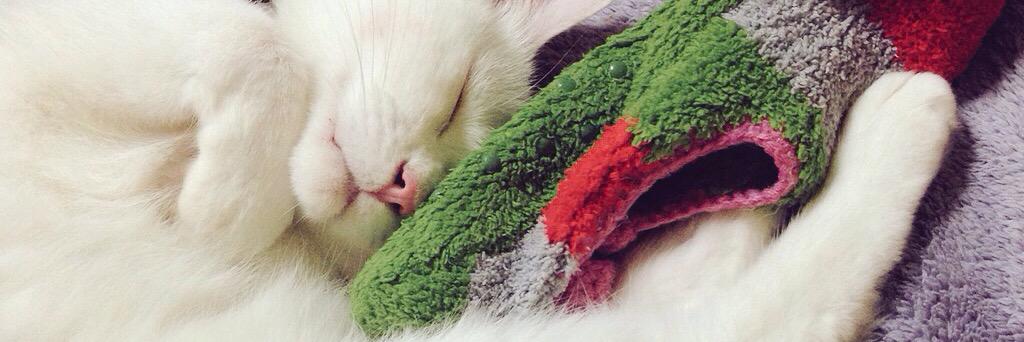 kkidcat's profile banner image