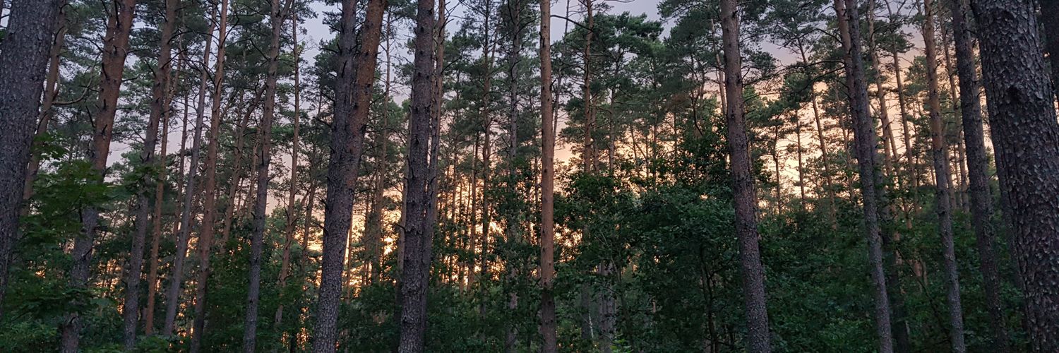 thiloschroeter's profile banner image