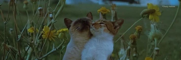 galvairef's profile banner image