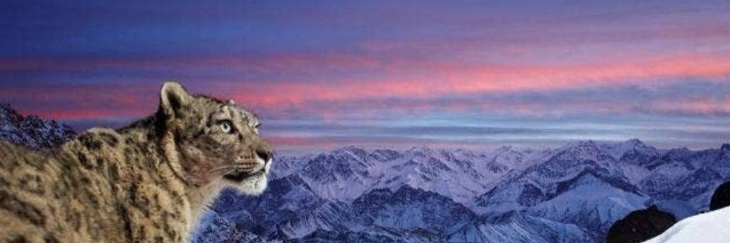 Nabeel Saeed banner