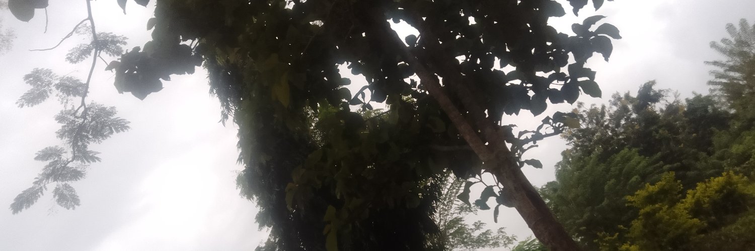 frankisolution's profile banner image
