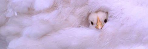 kattaqueue's profile banner image