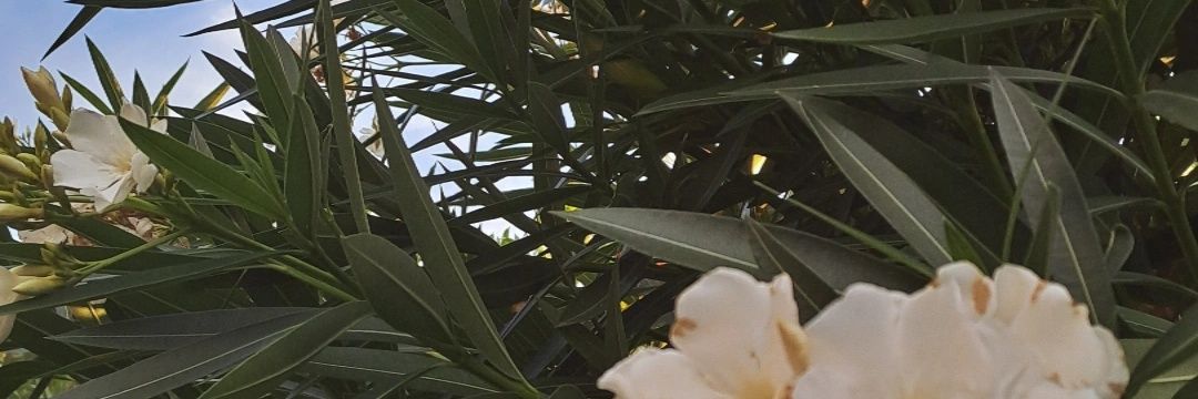 Vicky_Montagna's profile banner image