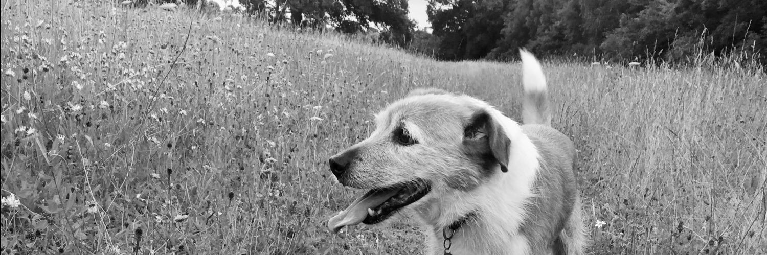 A Reader 📚🐾 banner