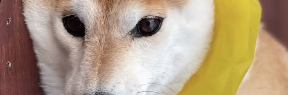 Ruben banner