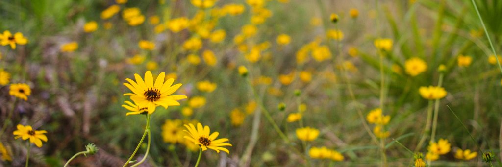 Southern Fire Exch. banner