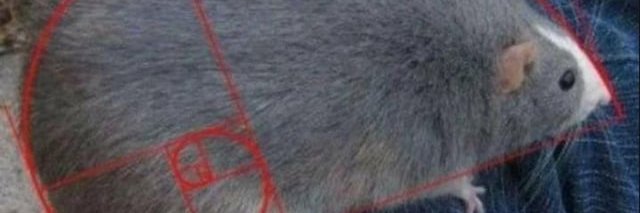 Fibonacci Rat banner