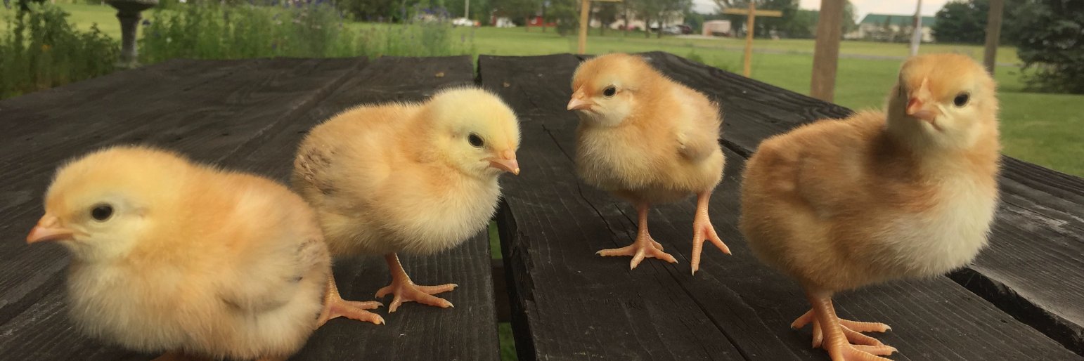 MeyerHatchery's profile banner image